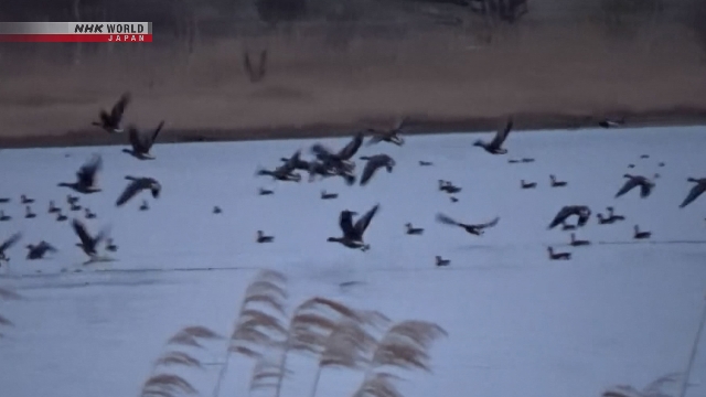 Over 20,000 geese stop at Hokkaido lake on the way to Russia’s Far East Over 20,000 geese stop at Hokkaido lake on the way to Russia's Far East