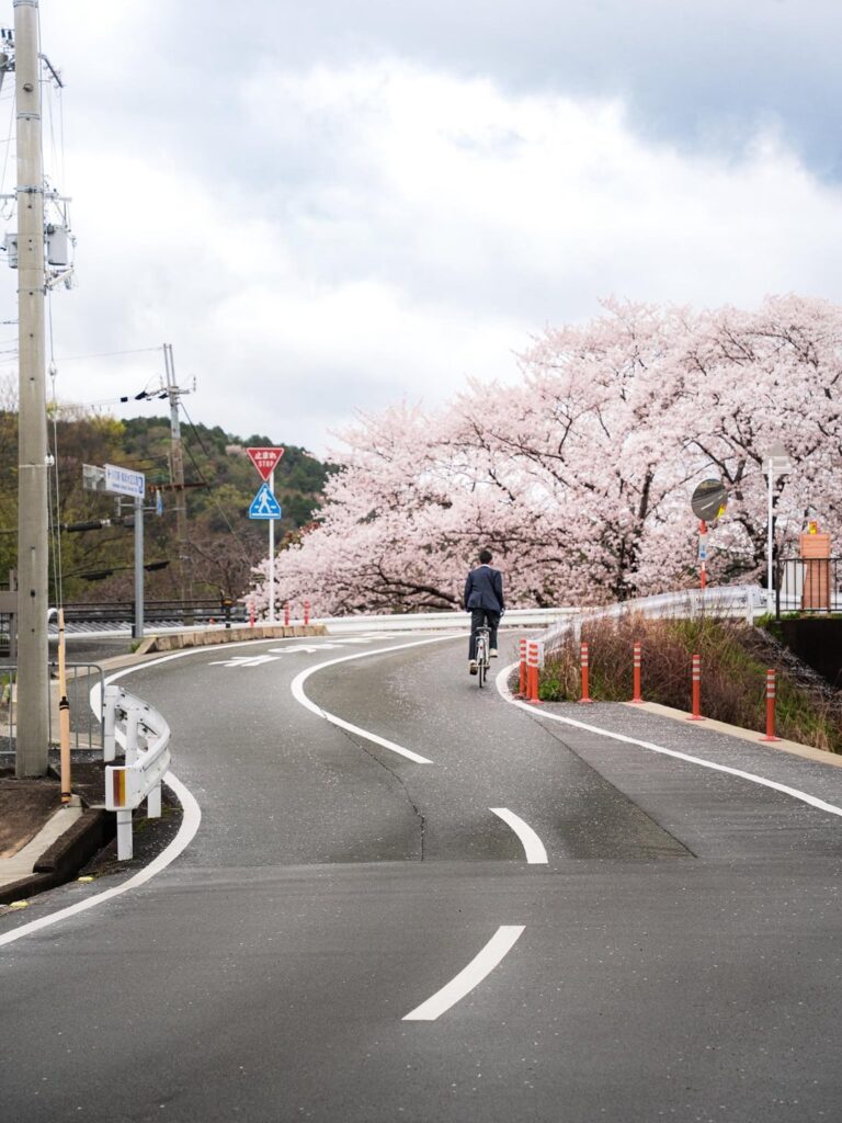 Cherry blossom pics I've taken over the years Pt.2