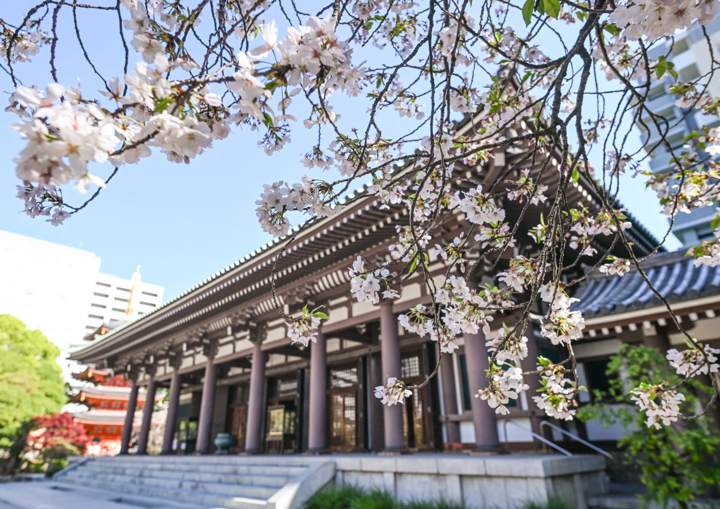 The main hall of Tochoji Temple framed by blooming cherry blossoms.