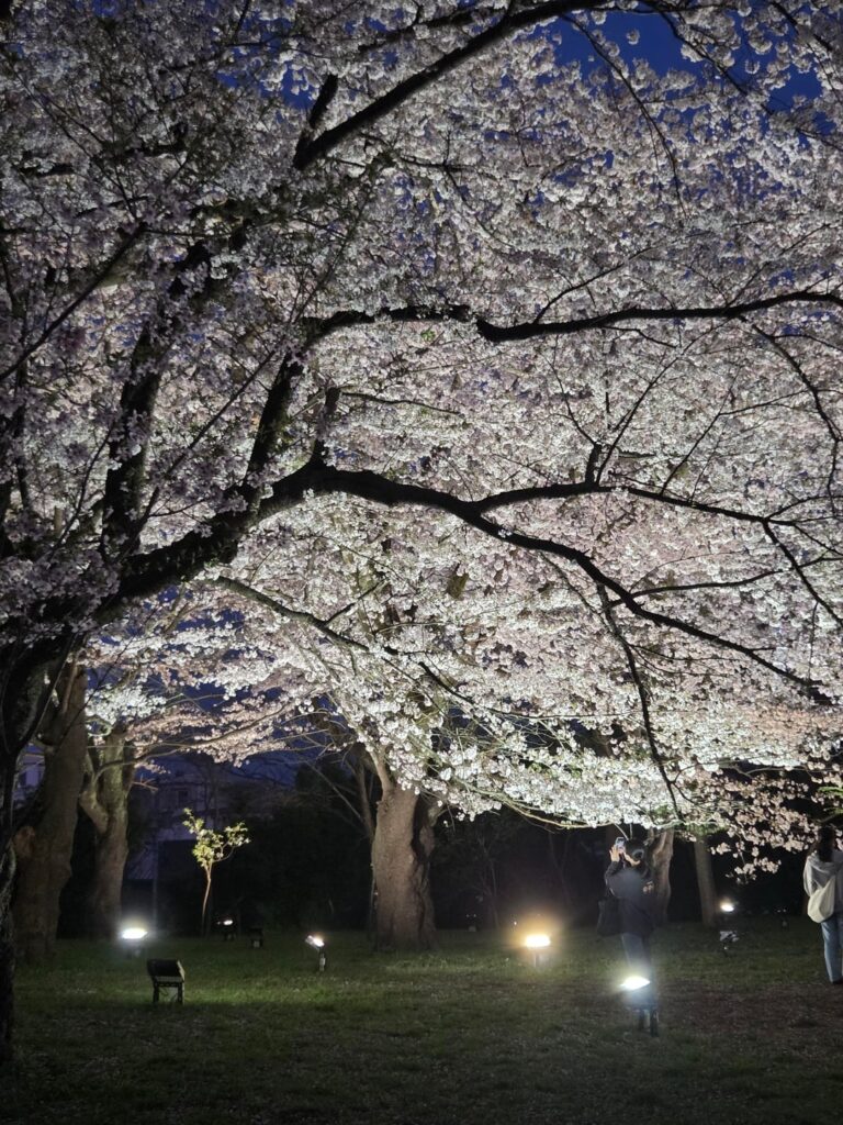 Japan’s cherry blossoms are stunning again this year!