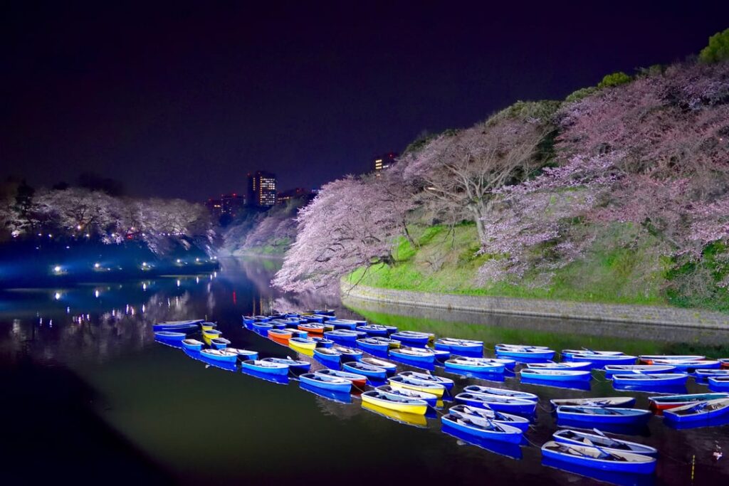 Sakura at Chidorigafuryokudou, Tokyo (2016/03/30)