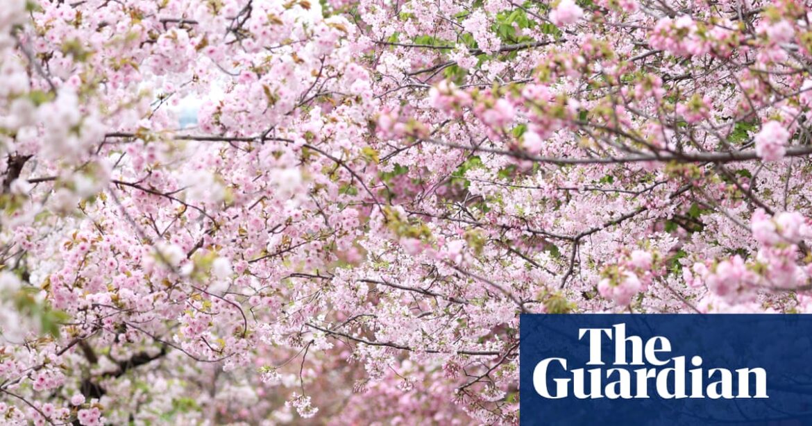 After 1,200 years, cherry blossom record to live on despite Japanese scientist’s death | Japan