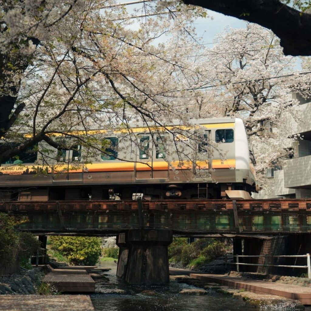 Sakura series 2026🌸