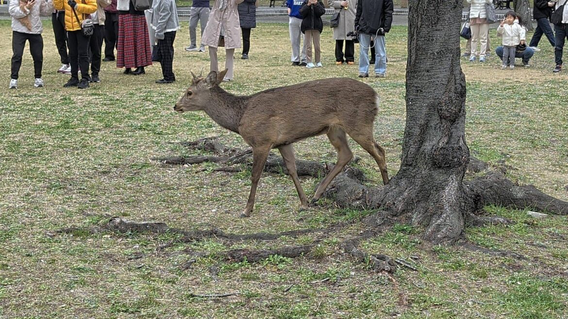 Study shows deer and boar habitats to spread across most of Japan by 2050