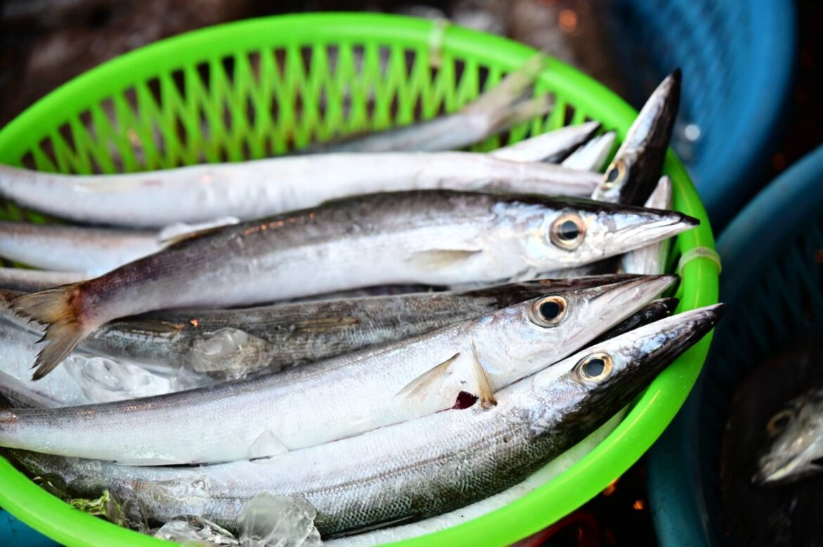 Japan seeks to reduce saury fishing quotas at annual talks in Osaka