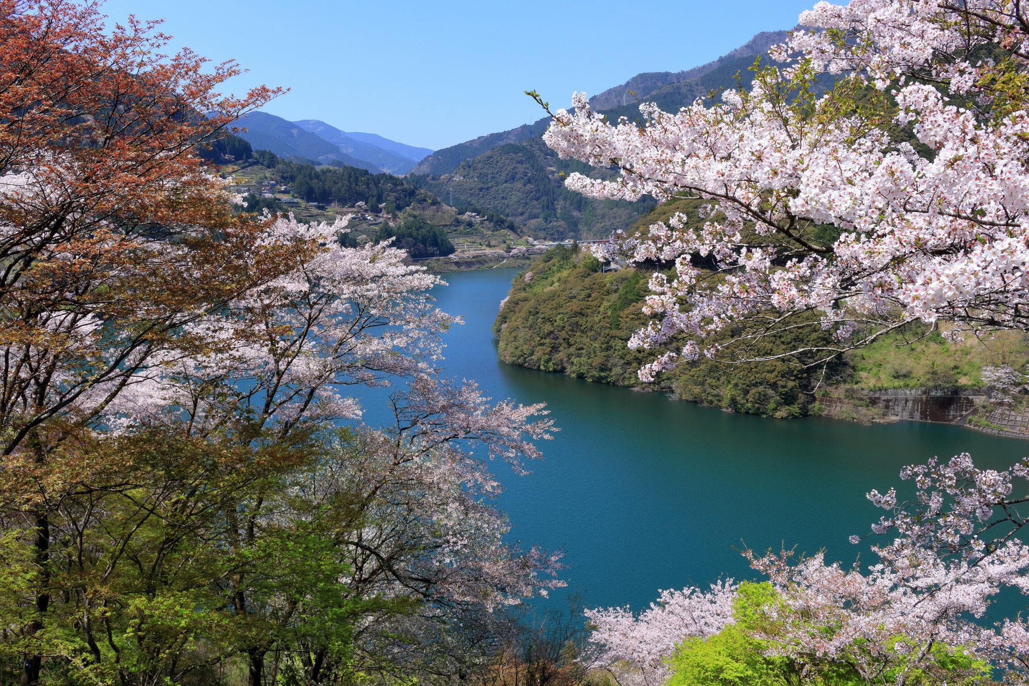 Scenic view of a river surrounded by cherry blossom trees and mountains.