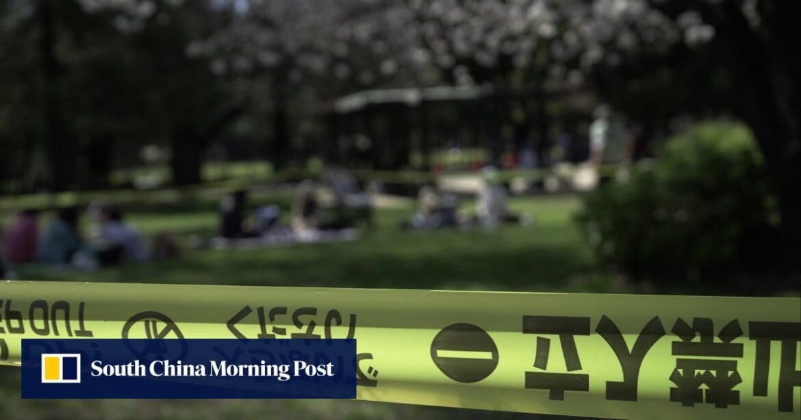 Safety fears bloom in Japan as ageing cherry trees collapse in Tokyo parks