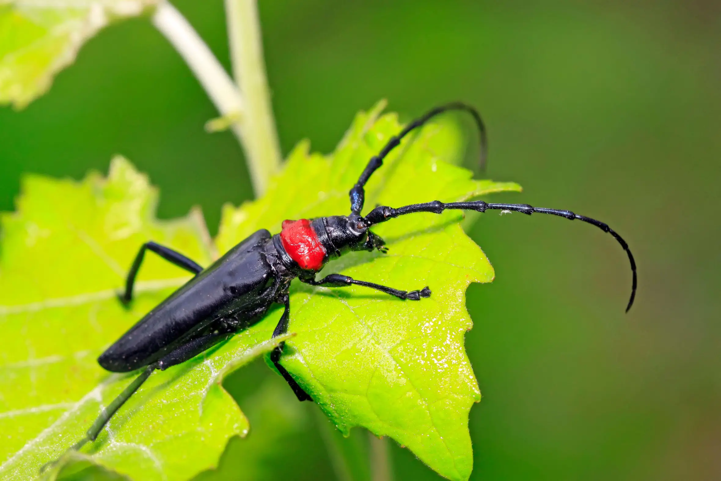 Longicorn beetle with a black body and red head resting on a green leaf.