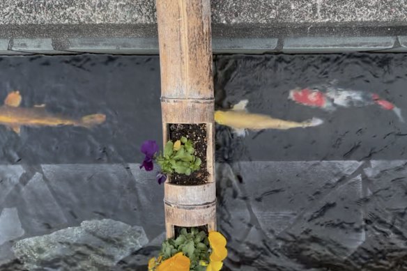 The thriving carp are in stark contrast to Japan’s declining human population.