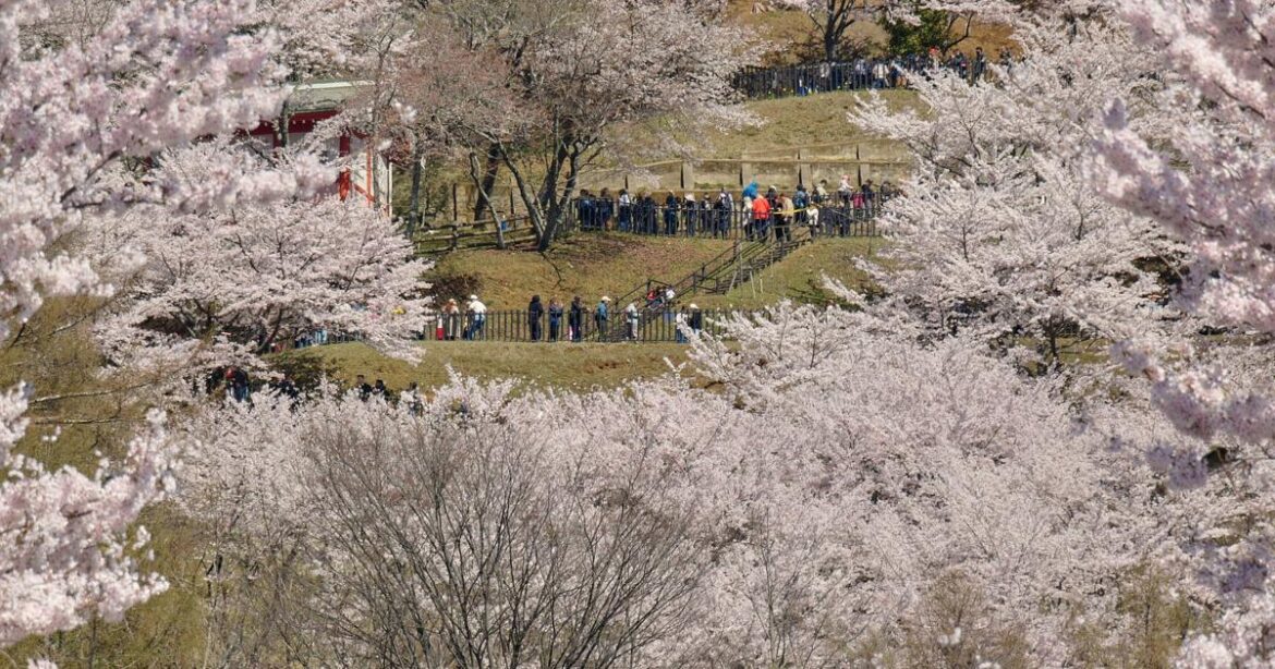 Japanese town sours on the crowds coming to see cherry blossoms and Mount Fuji | Ap Lifestyles