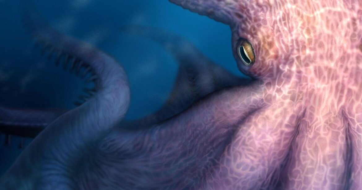 ‘Kraken-like’ giant octopuses ruled oceans 100 million years ago | National