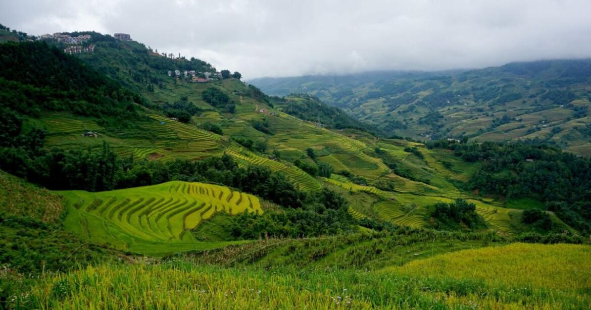 Japanese rice study highlights benefits of black and green varieties | Lifestyle Japanese rice study highlights benefits of black and green varieties | Lifestyle