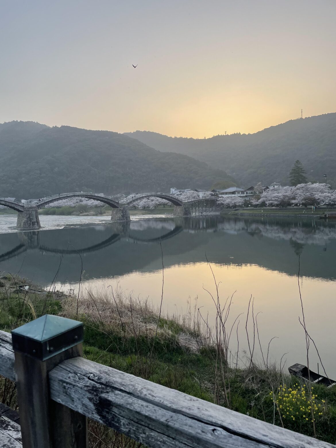 Kintai bridge at sunset in Spring
