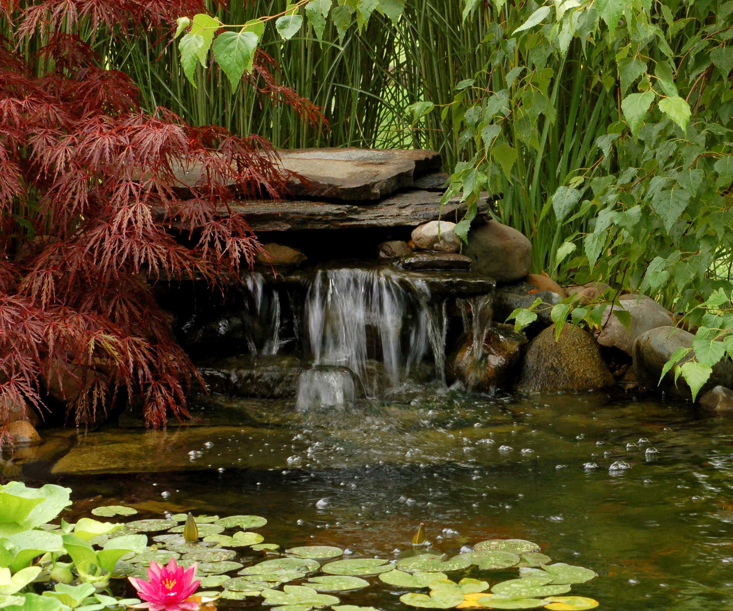 backyard pond with acer and waterfall
