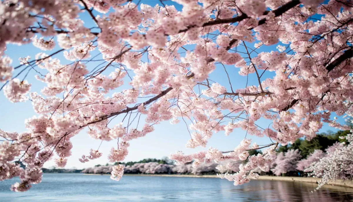 Japanese town struggles with crowds visiting cherry blossoms and mount fuji