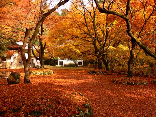 autumn in japan