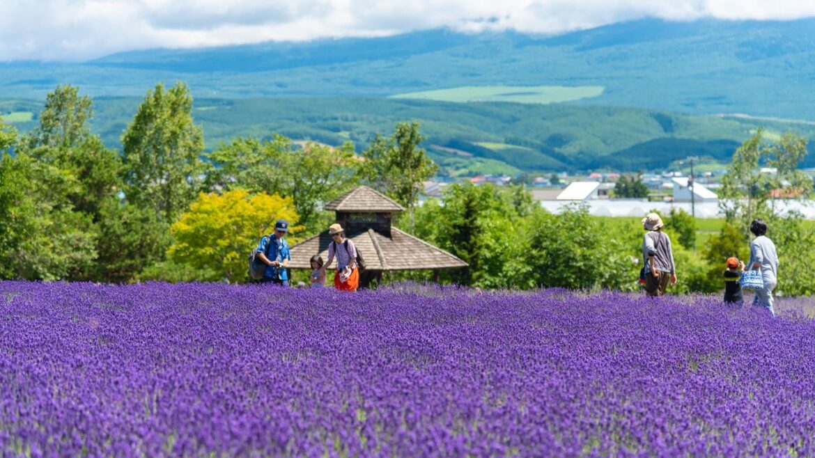 Hiking through lavender fields in Hokkaido, Japan: How to plan it and what it may cost