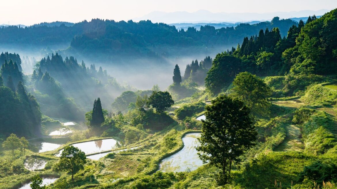 What to Do in Niigata, Japan’s Haven for Skiing, Seafood, and Sake