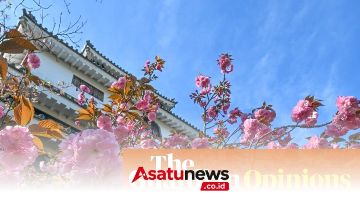 Global heating is unsettling the rhythm of Kyoto's cherry blossoms