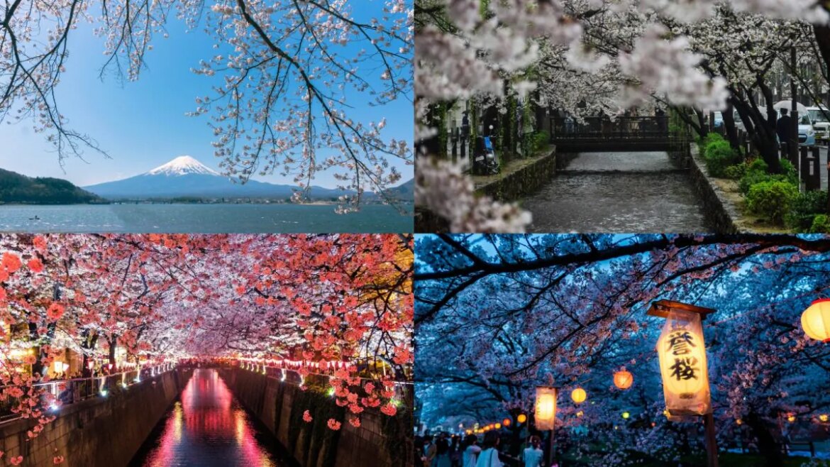 Japan’s Sakura Season In 10 Stunning Pictures