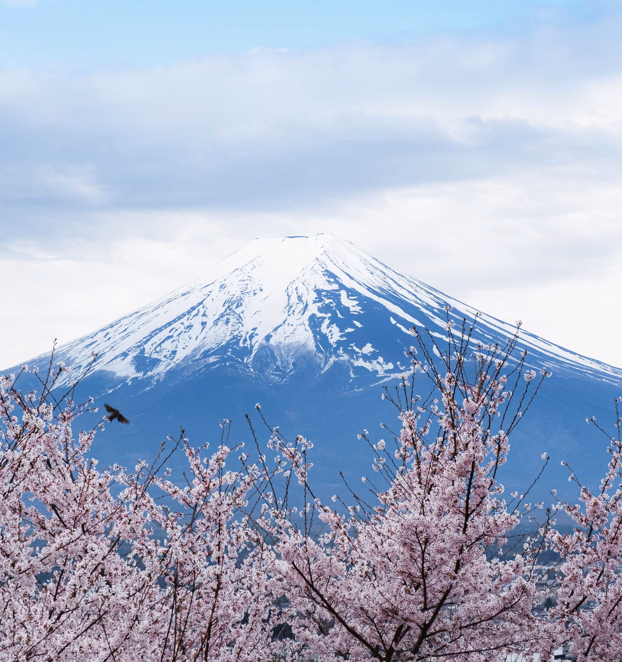 Japan’s cherry blossom season is one of the most celebrated cultural events in the country. It marks the arrival of spring and unfolds between March and May. (Image: Unsplash)