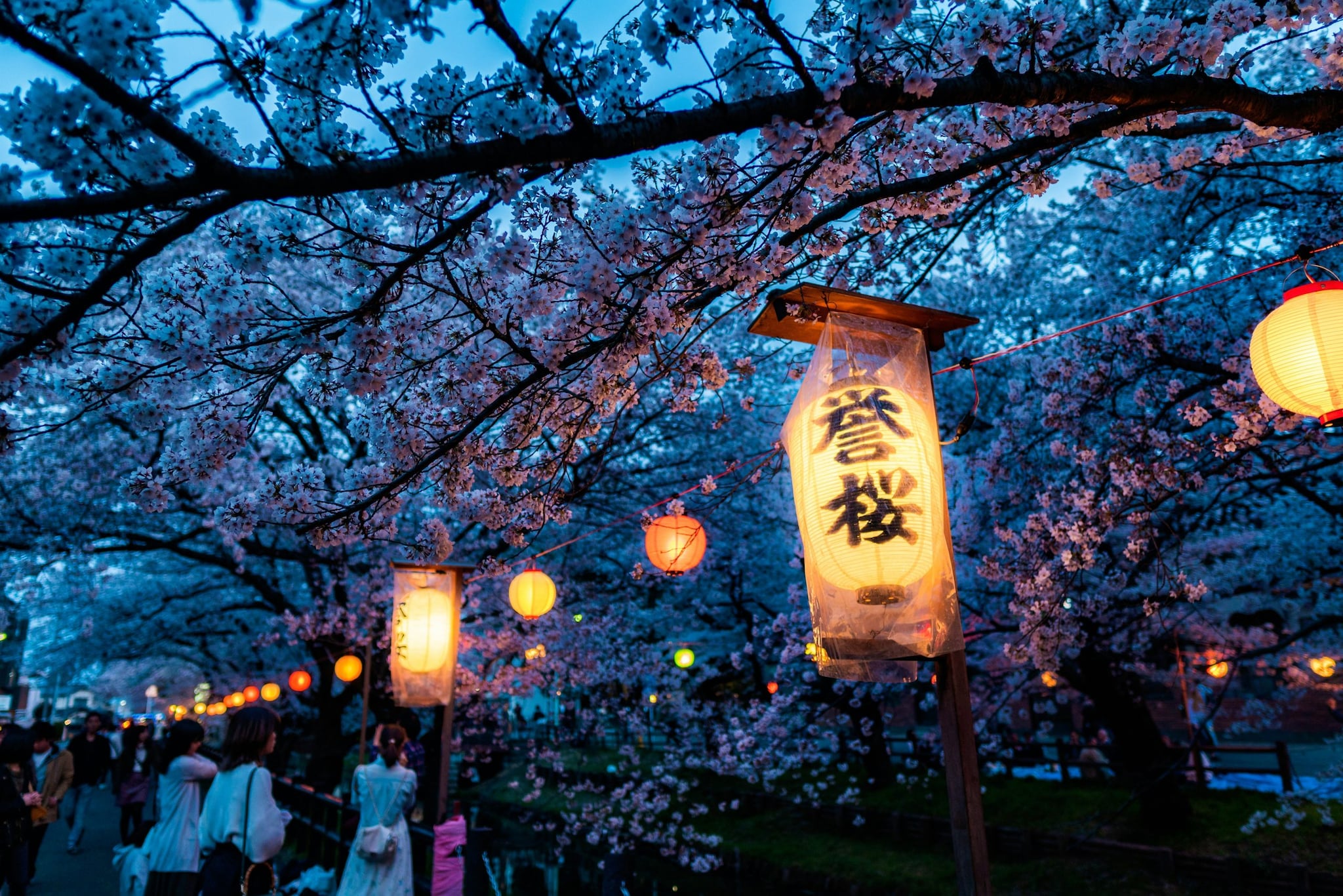 The beauty of cherry blossom does not end at the sunset. Many park host yozakura events, where trees are illuminated by paper lanterns or spotlights, creating a magical, ethereal atmosphere that attracts millions of evening visitors. (Image: Unsplash)