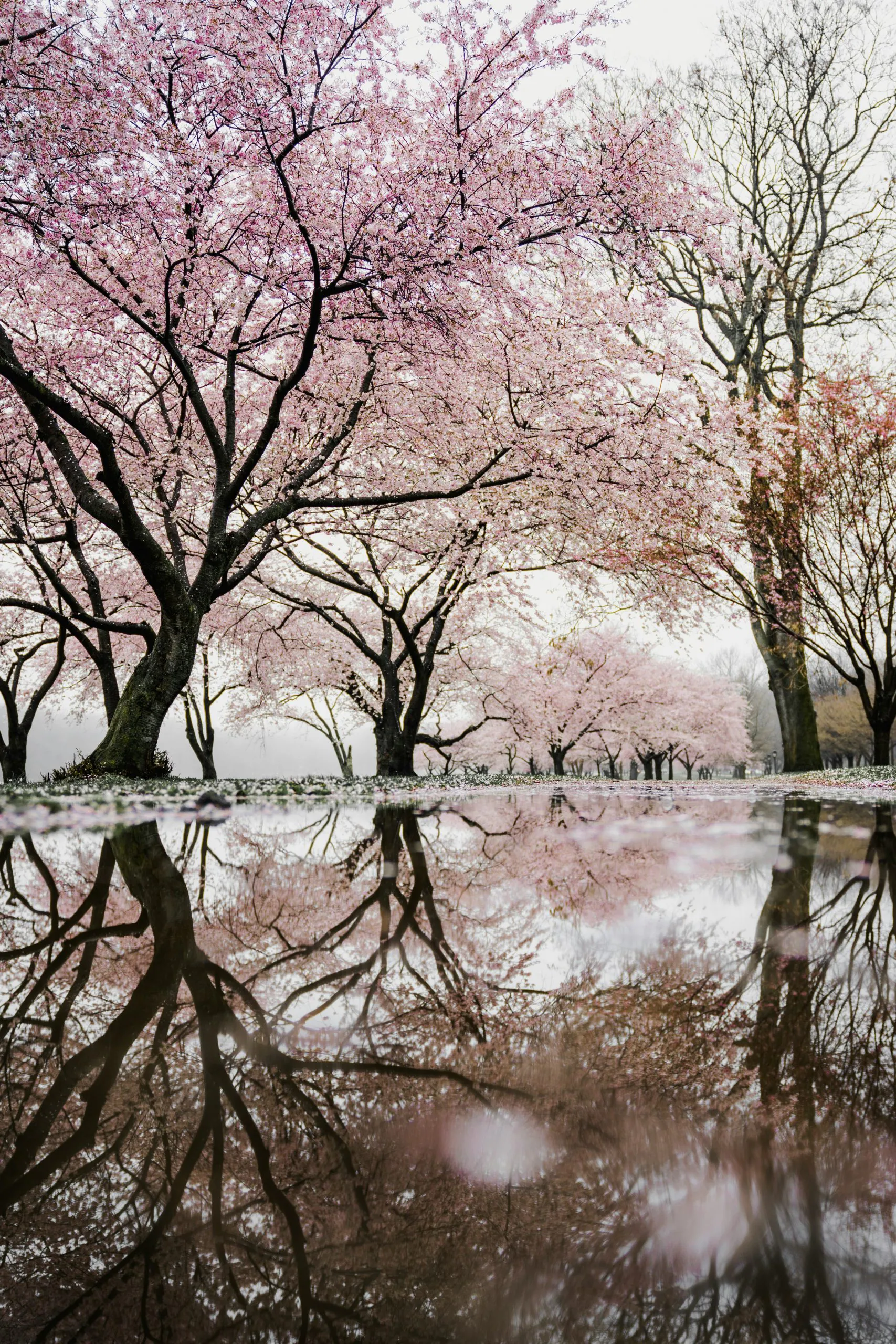 Japan’s cherry blossom festival is a centuries-old tradition, where people gather under blooming sakura trees for picnics, celebrations, and magical nighttime yozakura illuminated viewing. (Image: Unsplash)