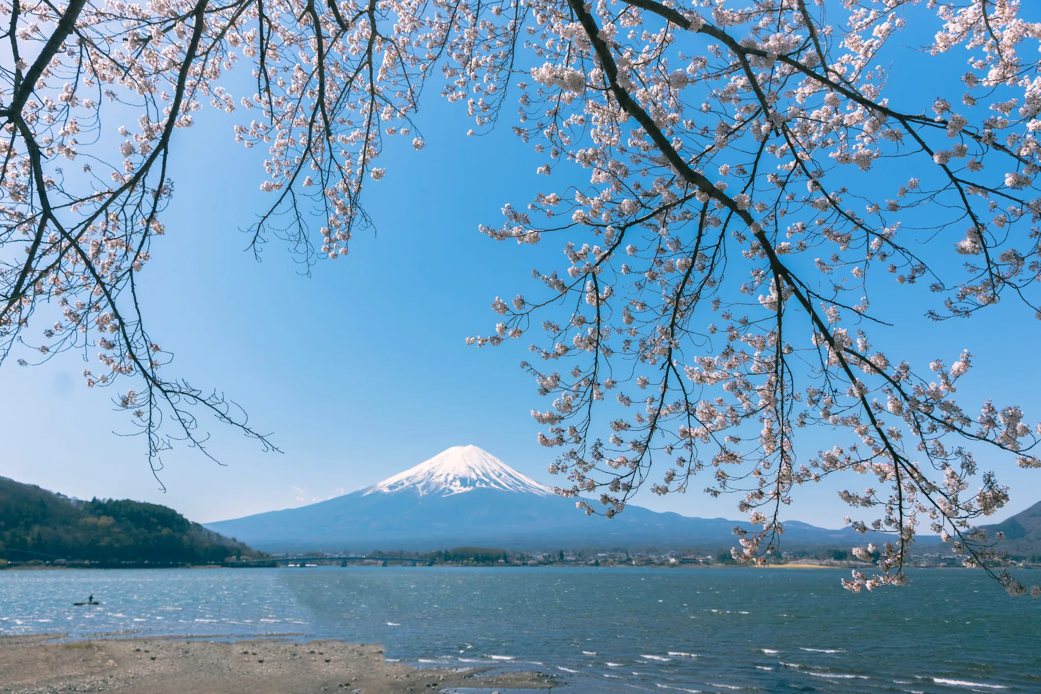 For a truly unique view, Arakurayama Sengen Park offers stunning cherry blossoms framed perfectly against Mount Fuji. (Image: Unsplash)