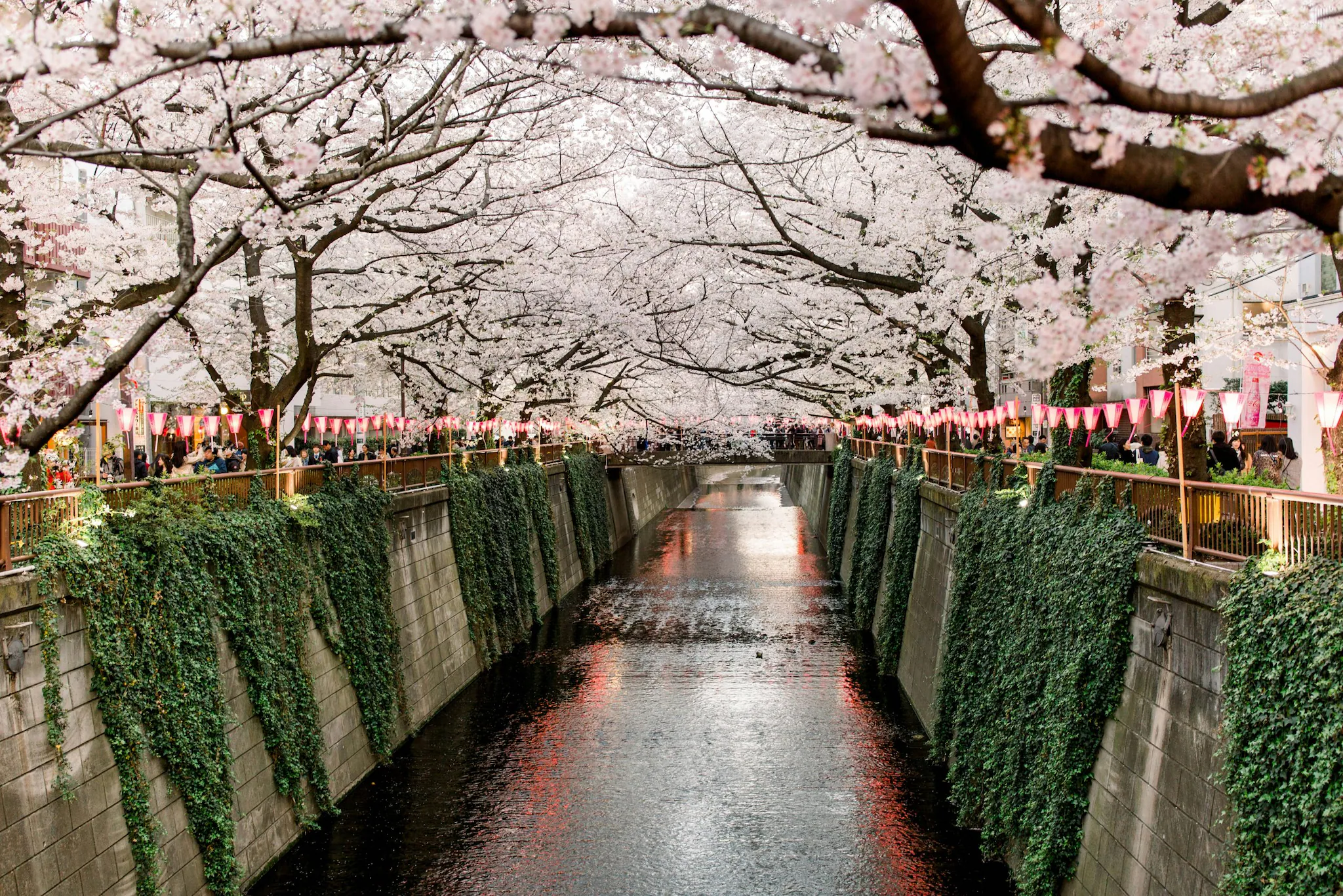 In 2026, the season began in mid-March in southern regions like Kochi, reaching Tokyo around March 19 and full bloom by late March. (Image: Unsplash)