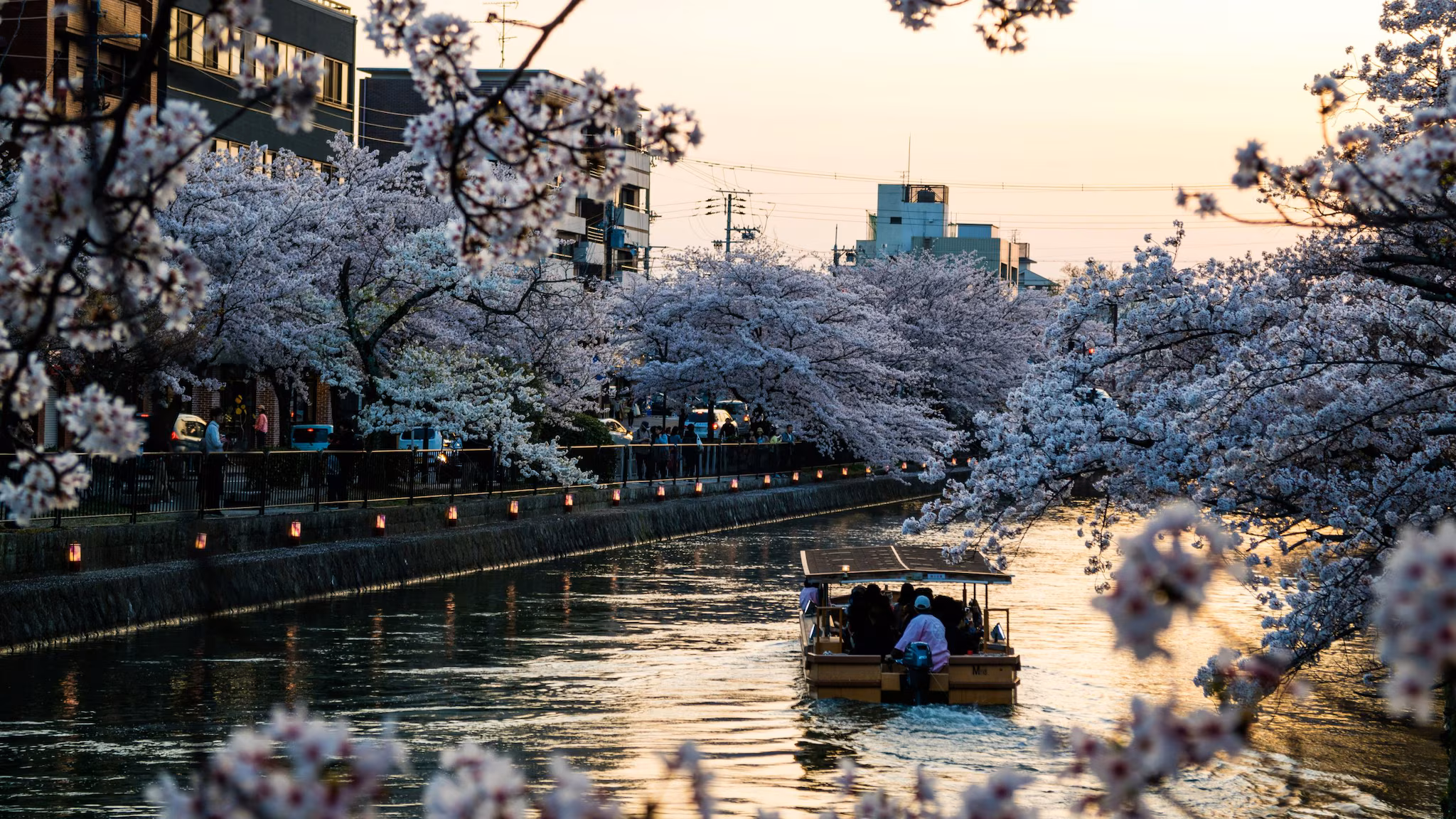 4.While there are more than 100 varieties, the Somei Yoshino is the most popular variety of Sakura. Its flowers are nearly white with a hint of pink. (Image: Unsplash)