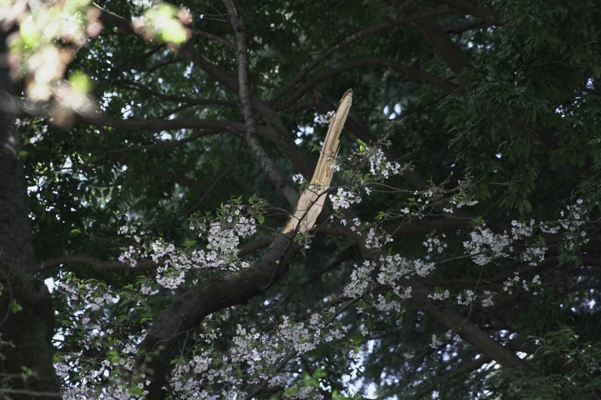 Collapse of Tokyo's aging cherry blossom trees during viewing season raises safety concerns