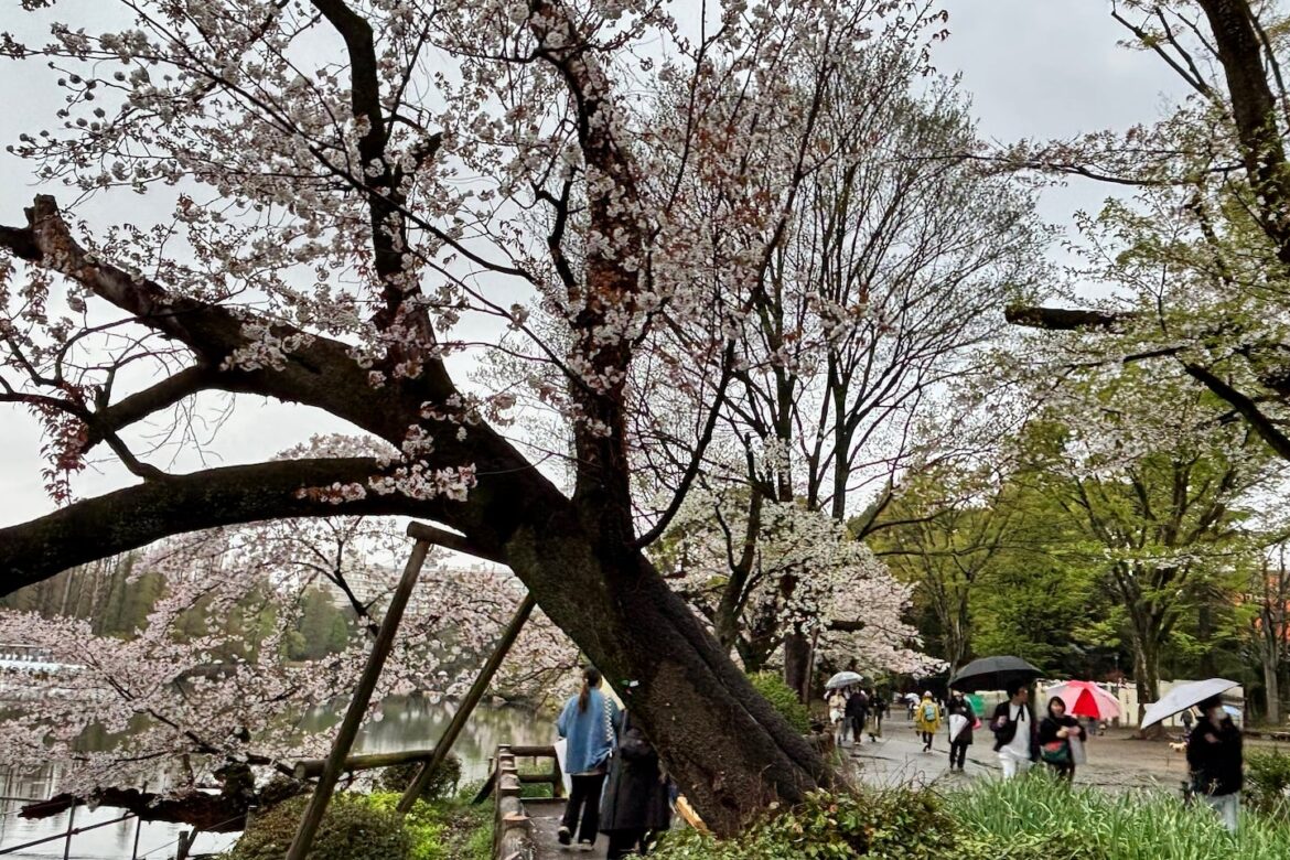 An aging cherry blossom tree was seen at the Inokashira Park, one of Tokyo’s most popular viewing spots, on Saturday.