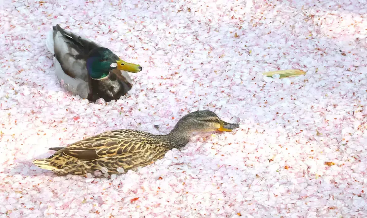 hidden wonders sakura