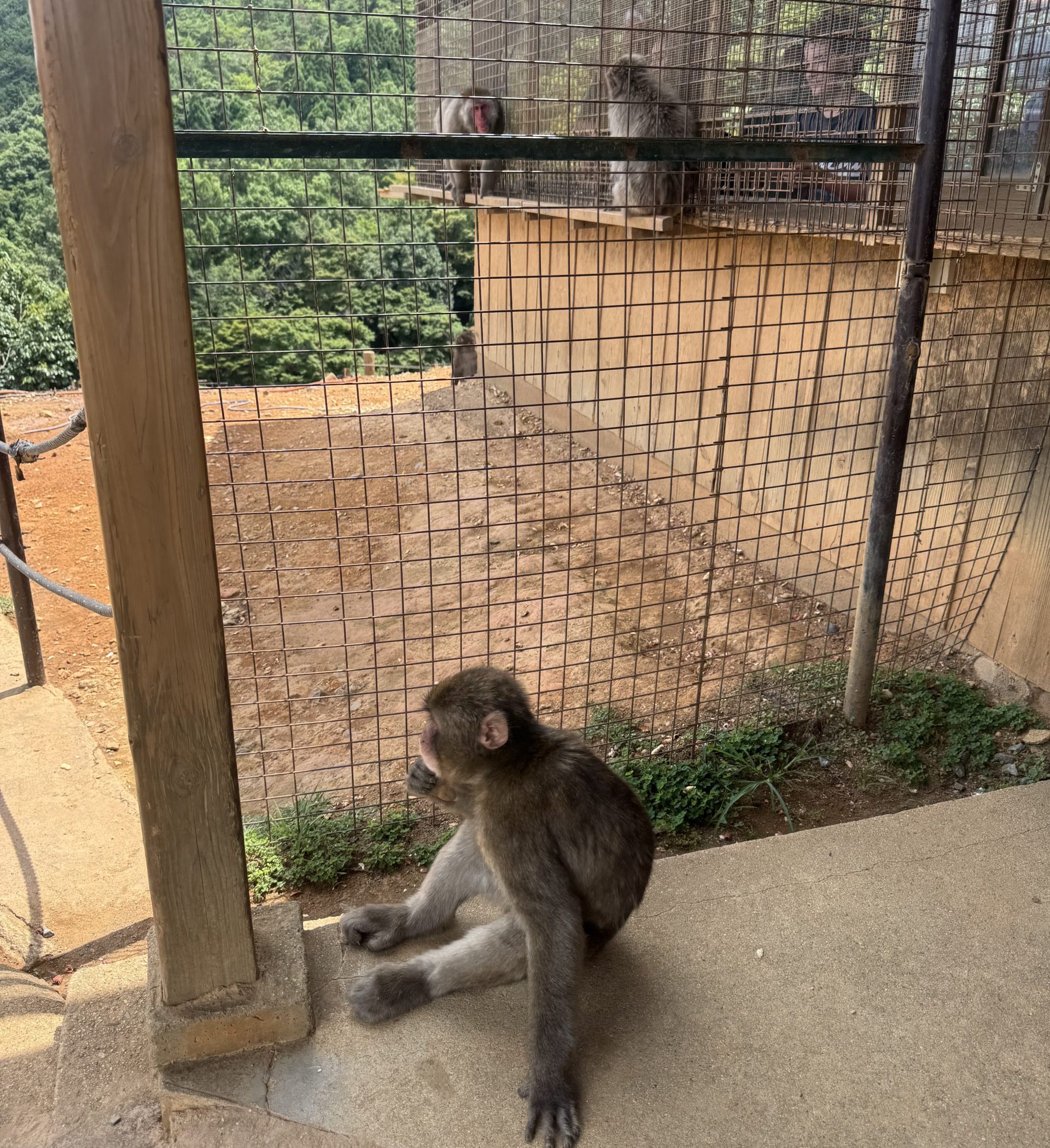 Arashiyama Monkey Park 