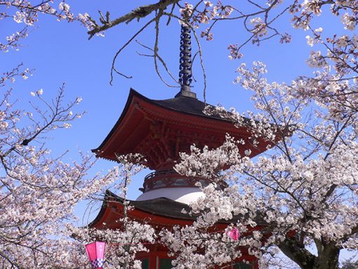 cherry blossom temple