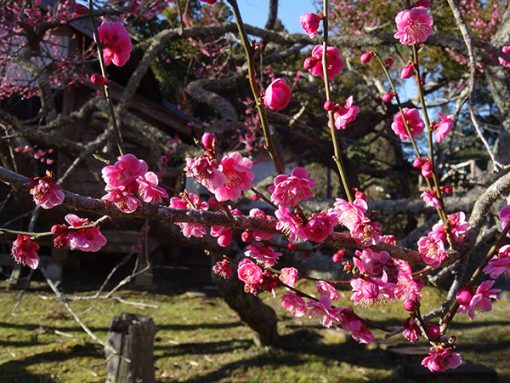 Plum blossom