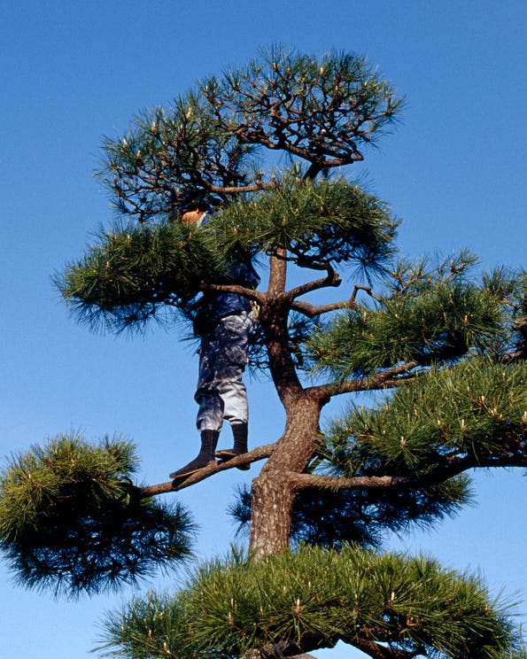 Person pruning a tree against a clear blue sky.