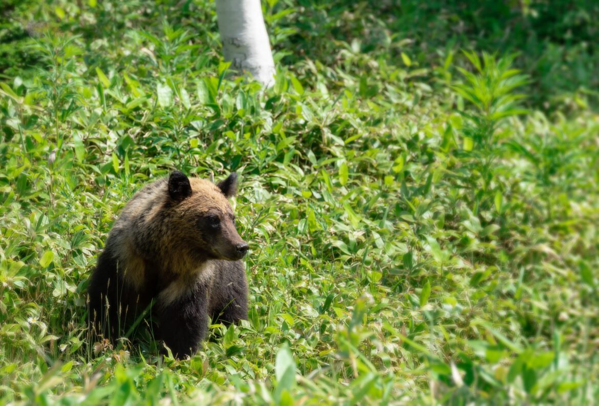 Eastern Hokkaido: Summer Nature and Wildlife