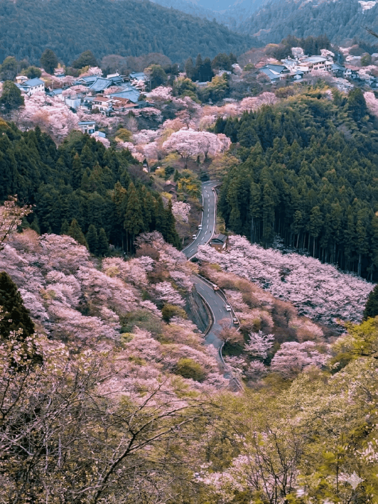 Cherry blossoms in the mountains of Yoshino, 🇯🇵Nara Prefecture.