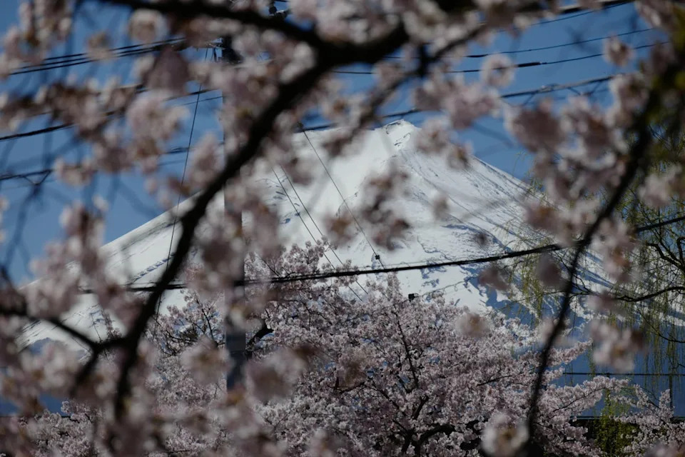 Mount Fuji is seen through cherry blossoms in Arakurayama Sengen Park in Fujiyoshida, west of Tokyo (AP)