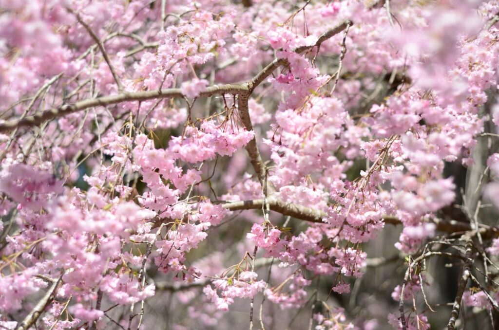 Cherry blossoms around Hiroshima