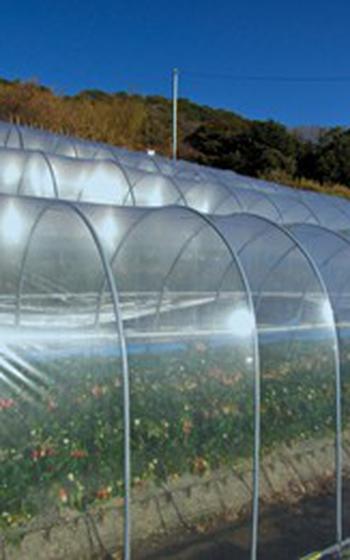 Strawberry greenhouse