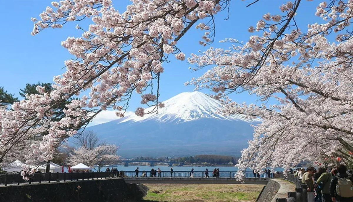 Cherry blossoms and Mount Fuji