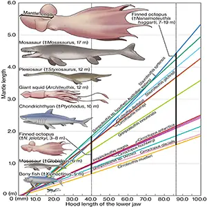 Body size estimation of Late Cretaceous Cirrata octopuses. The graph shows an allometric relationship between the length of the jaw and mantle in long-bodied species of extant finned octopus (tables S3 and S4) (31). The name of the corresponding species is shown along each growth curve. Credit: Science