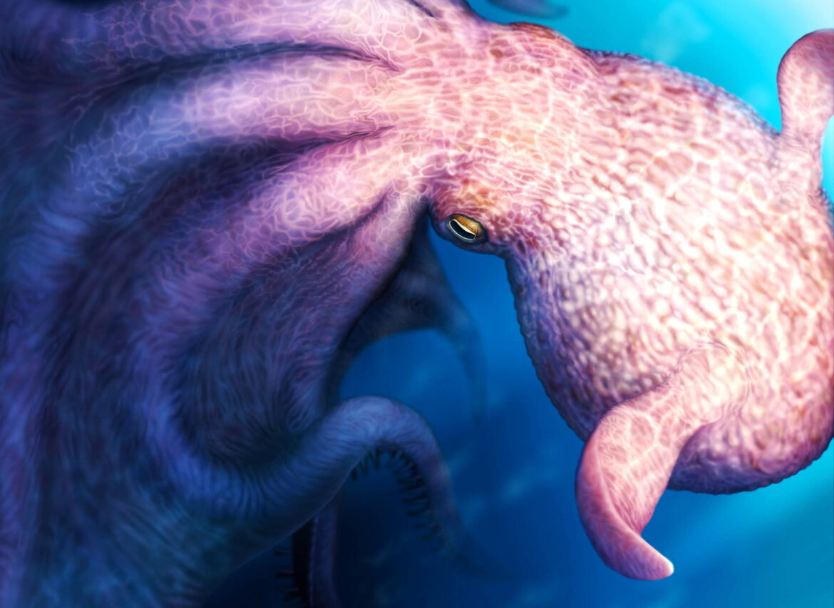Body size estimation of Late Cretaceous Cirrata octopuses. The graph shows an allometric relationship between the length of the jaw and mantle in long-bodied species of extant finned octopus (tables S3 and S4) (31). The name of the corresponding species is shown along each growth curve. Credit: Science
