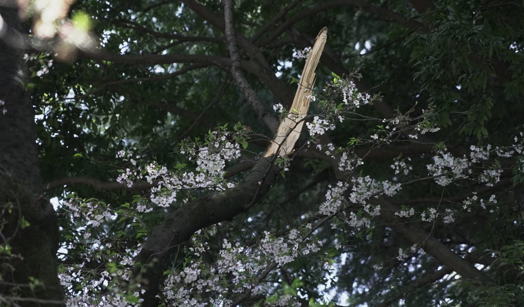 A broken branch is caught up in a damaged cherry tree after a nearby tree fell on it at Kinuta Park in Tokyo on Friday. Photo: AP