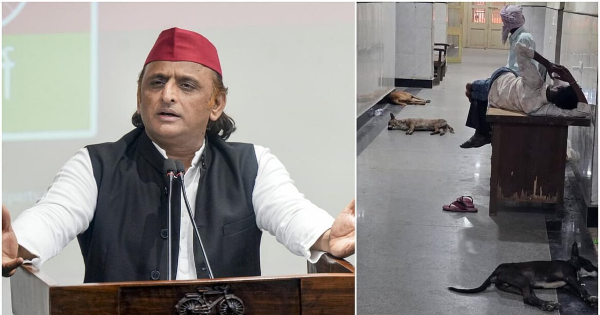 Akhilesh Yadav: If you can't make it Kyoto, fix BHU dogs issue