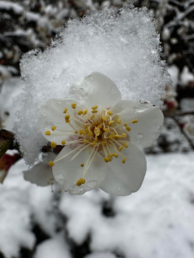 Plum blossoms in snow