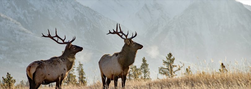 Nature in the Rockies. 