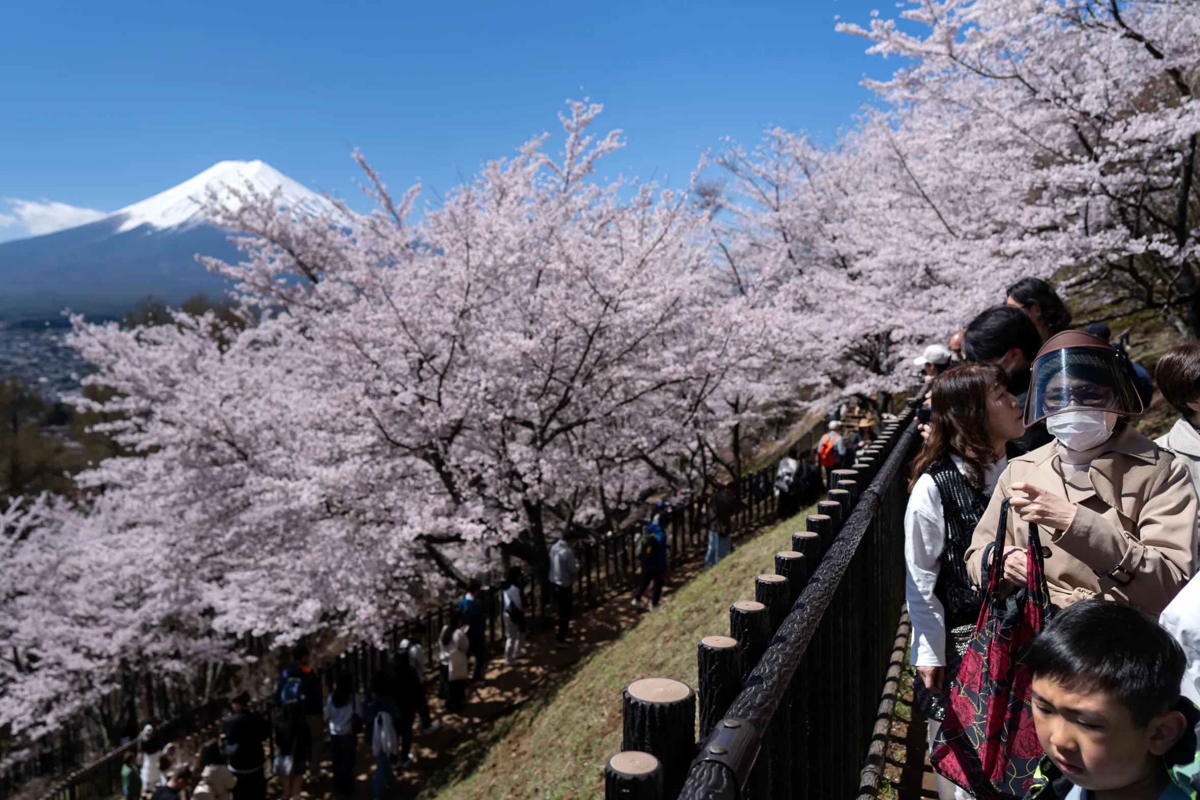 Tourists wait in line beneath cherry trees with Mount Fuji in the background.